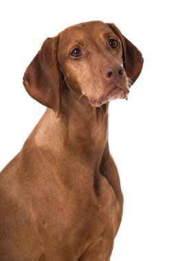 Beyaz arkaplanda Macar Vizsla köpeği izole edildi