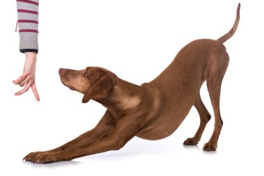 Beyaz arkaplanda Macar Vizsla köpeği izole edildi