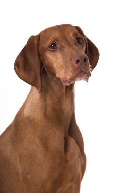 Beyaz arkaplanda Macar Vizsla köpeği izole edildi