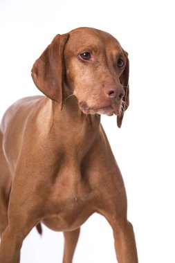 Beyaz arkaplanda Macar Vizsla köpeği izole edildi