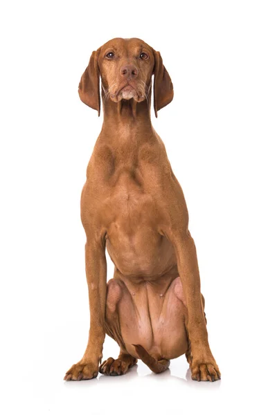 Magyar Vizsla Cão Isolado Fundo Branco — Fotografia de Stock