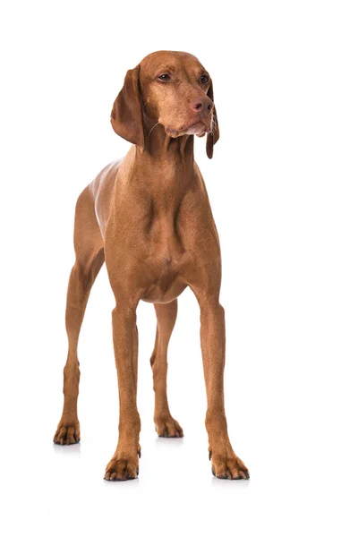 Magyar Vizsla Dog Elszigetelt Fehér Háttér — Stock Fotó