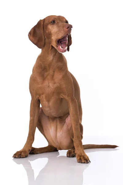 Magyar Vizsla Perro Aislado Sobre Fondo Blanco — Foto de Stock