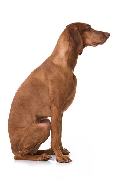 Magyar Vizsla Cane Isolato Sfondo Bianco — Foto Stock