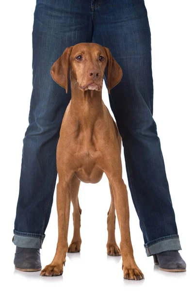 Magyar Vizsla Hond Tussen Menselijke Benen — Stockfoto