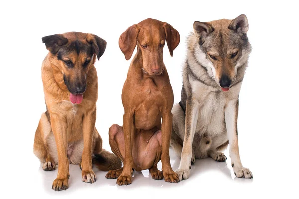 Tiga Anjing Melihat Bawah — Stok Foto