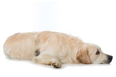 Beyaz arka planda Golden retriever köpeği