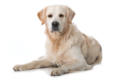 Beyaz arka planda Golden retriever köpeği
