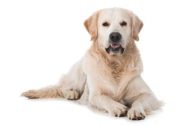 Beyaz arka planda Golden retriever köpeği