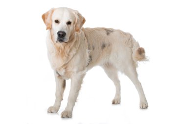 Beyaz arka planda Golden retriever köpeği