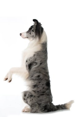 beyaz arkaplanda kenar çoban köpeği