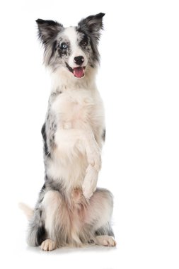 beyaz arkaplanda kenar çoban köpeği