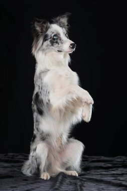 Siyah arkaplanda Sınır Köpeği