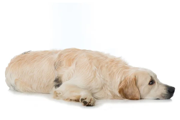 Golden Cane Retriever Sfondo Bianco — Foto Stock