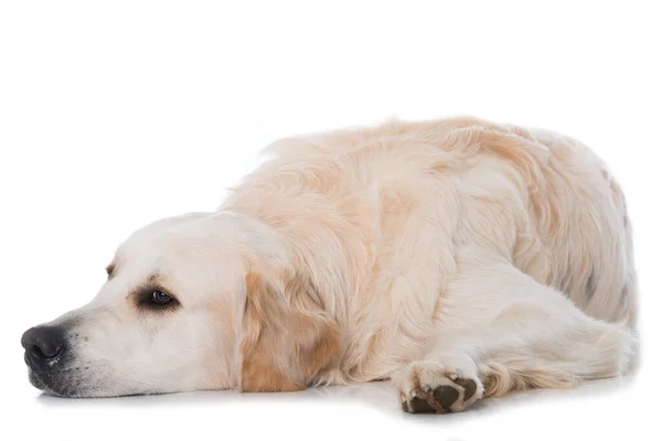 Golden Retriever Dog White Background — Stock Photo, Image