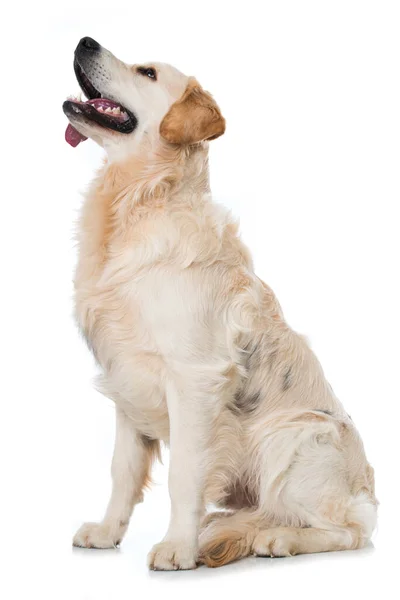 Golden Retriever Hond Witte Achtergrond — Stockfoto