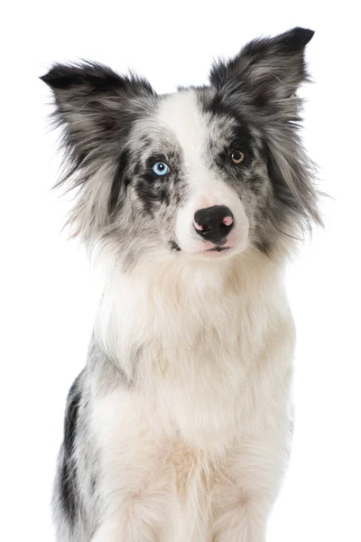 Border Collie Witte Achtergrond — Stockfoto