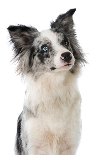 Border Collie Witte Achtergrond — Stockfoto