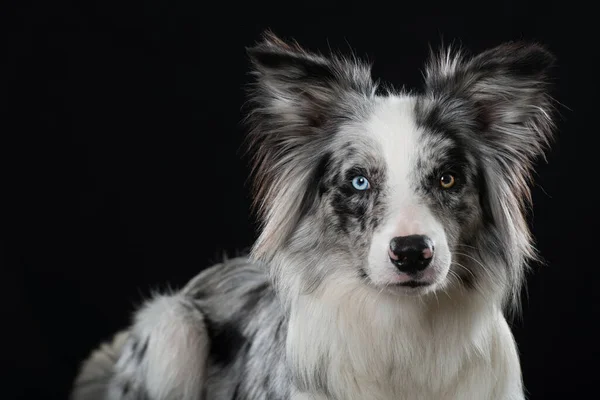 Siyah Arkaplanda Sınır Köpeği — Stok fotoğraf