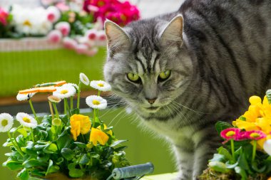 Bahar balkonunda tekir kedi