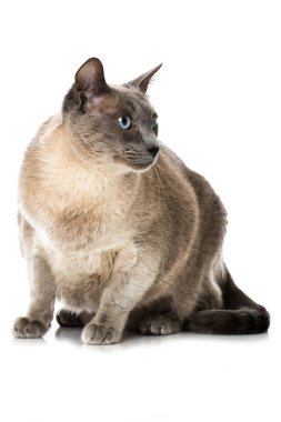 Beyaz arka planda mavi gözlü yetişkin kedi