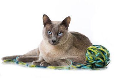 Yün yumağı olan yetişkin bir kedi