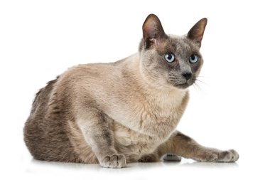 Beyaz arka planda mavi gözlü yetişkin kedi