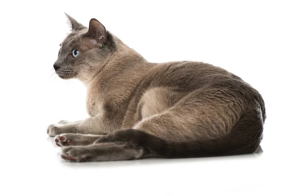 白い背景に青い目の大人猫 — ストック写真