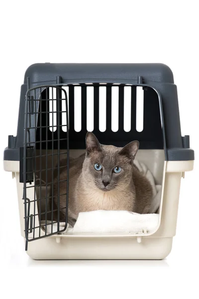 运输箱中的成年猫 — 图库照片