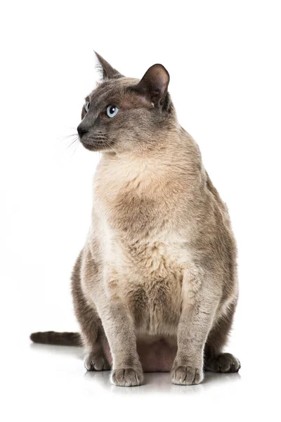 Gato Adulto Com Olhos Azuis Fundo Branco — Fotografia de Stock