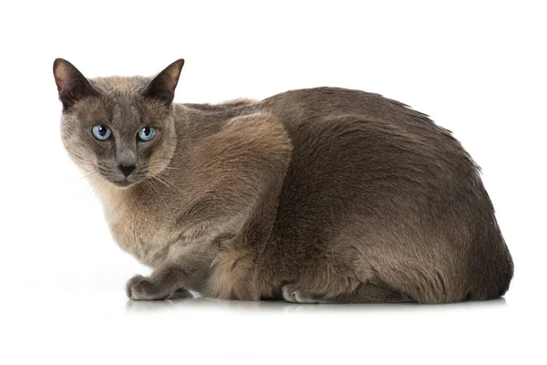 Volwassen Kat Met Blauwe Ogen Witte Achtergrond — Stockfoto