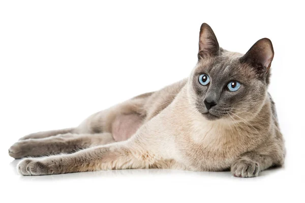 Gato Adulto Com Olhos Azuis Fundo Branco — Fotografia de Stock