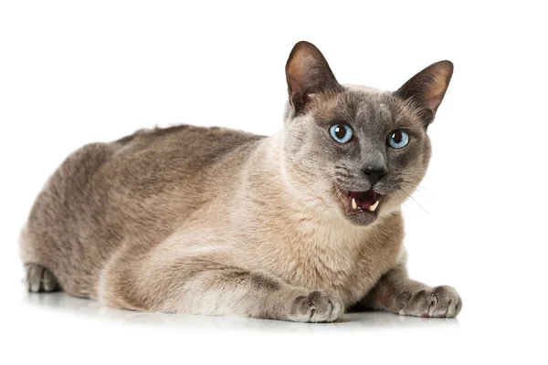 Felnőtt Macska Kék Szem Fehér Háttér — Stock Fotó
