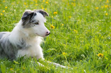 Yaz otlağında bir çoban köpeği.