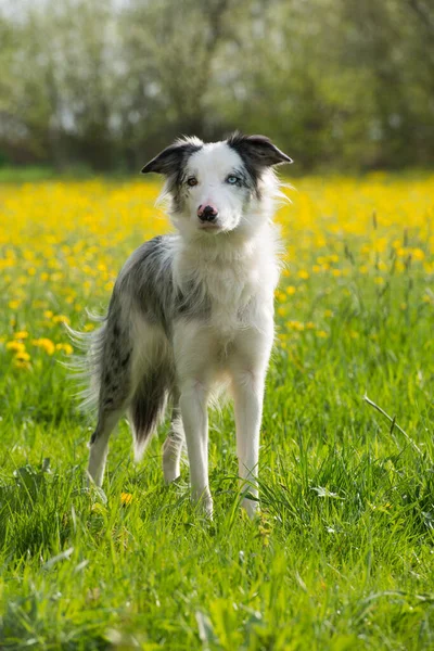 Gränshund Sommaräng — Stockfoto