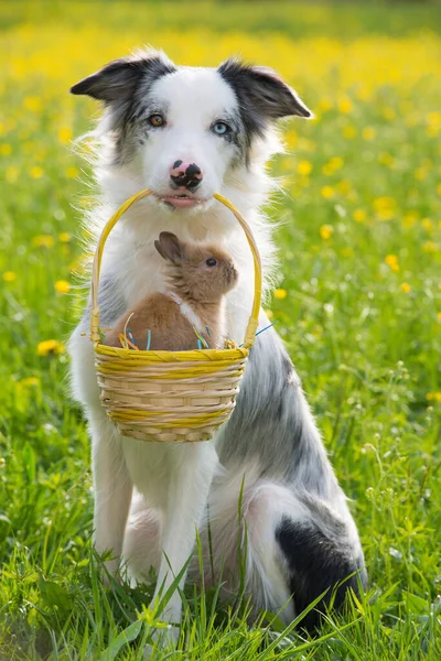 Border collie dog with rabbit in a summer meadow