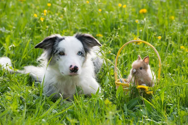 Border collie dog with rabbit in a summer meadow