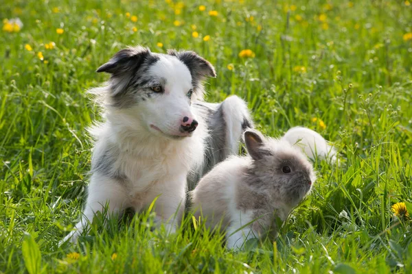 Border Collie Chien Avec Lapin Dans Une Prairie Été — Photo