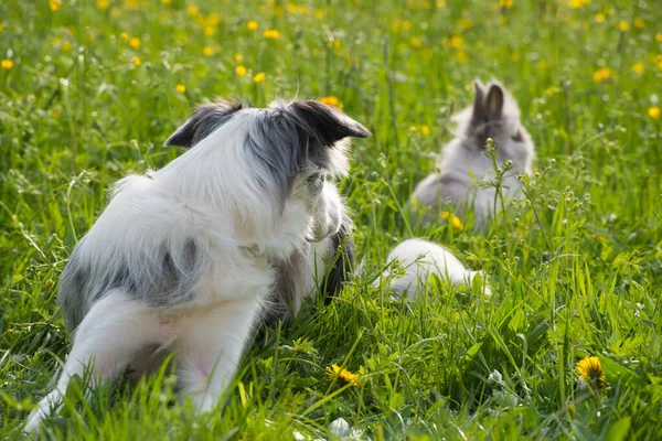 Border Collie Dog Królikiem Letniej Łące — Zdjęcie stockowe