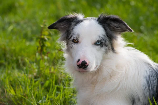 Przygraniczny Pies Collie Letniej Łące — Zdjęcie stockowe
