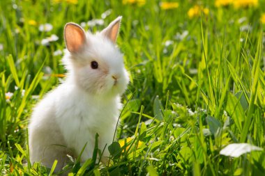 # Çiçek tarlasında cüce tavşan #