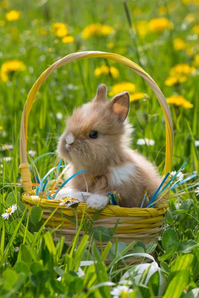 Lapin Nain Dans Une Prairie Fleurs Été — Photo