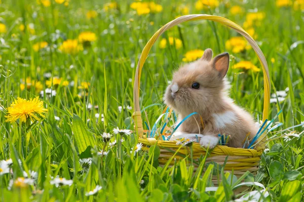Карликовый Кролик Летнем Цветочном Лугу — стоковое фото