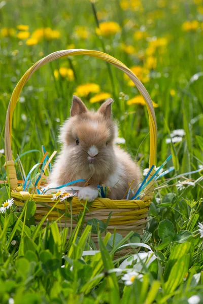 Lapin Nain Dans Une Prairie Fleurs Été — Photo