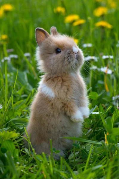 Dwarf Rabbit Summer Flower Meadow — Stock Photo, Image