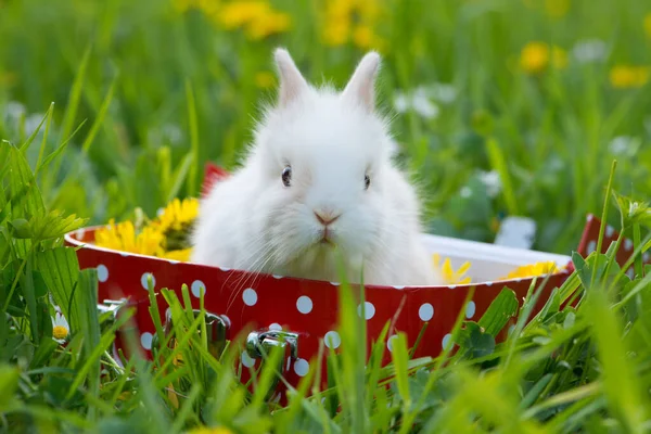 Lapin Nain Dans Une Prairie Fleurs Été — Photo