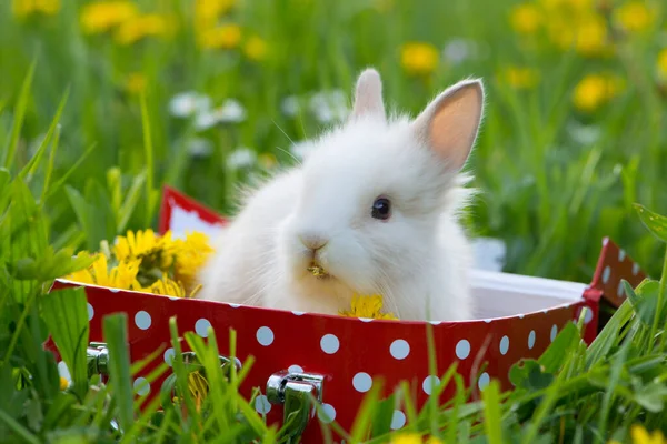 Карликовый Кролик Летнем Цветочном Лугу — стоковое фото