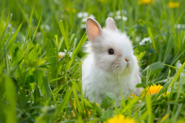 Dvärgkanin Sommarblomsteräng — Stockfoto