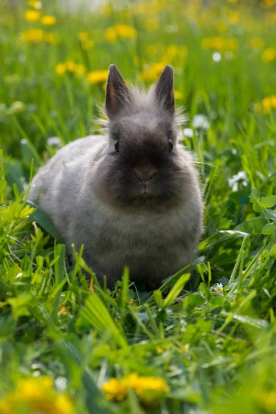 dwarf rabbit in a summer flower meadow
