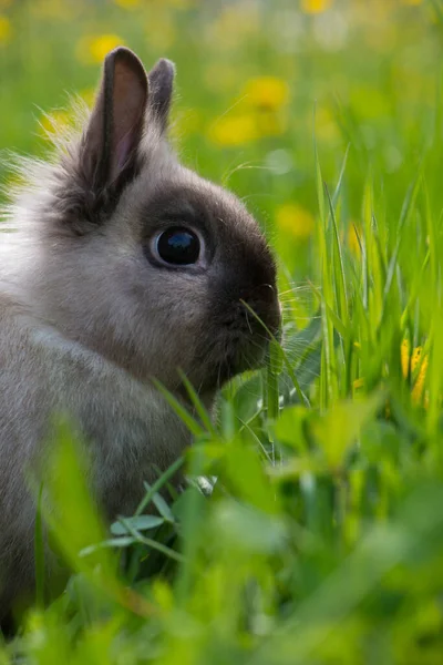 Zwergkaninchen Auf Einer Sommerblumenwiese — Stockfoto